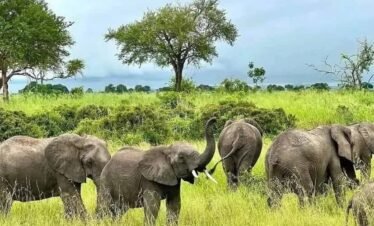 3 Days, 2 Nights Adventure to Mikumi National Park from Zanzibar